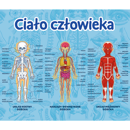 Trefl Ciało człowieka Mistrz Wiedzy Gra Edukacyjna