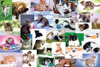 TREFL Puzzle 60 el Urocze Kotki Kolaż