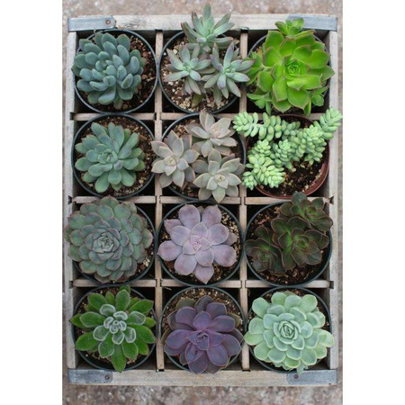 Ravensburger Puzzle 300el Moment: Rośliny