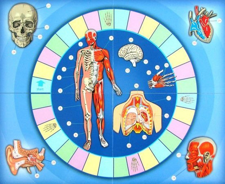 Wielki Quiz Ciało Człowieka - Alexander