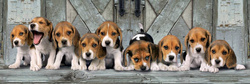 Clementoni Puzzle 1000el Panorama Beagles 39869