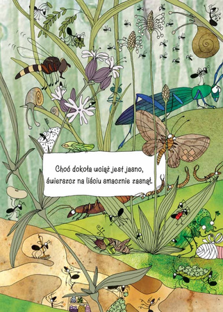 Opowiem Ci, Mamo, Co Robią Mrówki