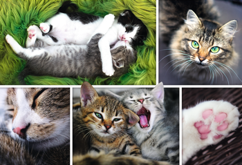 TREFL Puzzle 1500 el Kocie Sprawy Kolaż