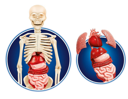 Clementoni Naukowa Zabawa Ciało Ludzkie