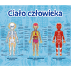 Trefl Ciało człowieka Mistrz Wiedzy Gra Edukacyjna